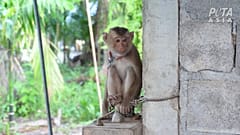 PETA is calling for a worldwide boycott of all Thai coconut products due to what it calls the “rampant” use of monkey labour.