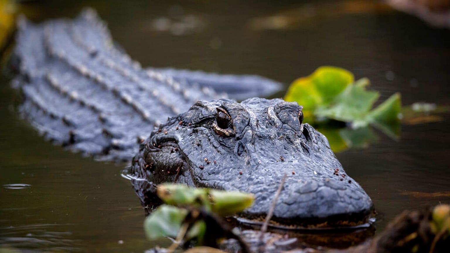 Refúgio Nacional da Vida Selvagem de Okefenokee, EUA