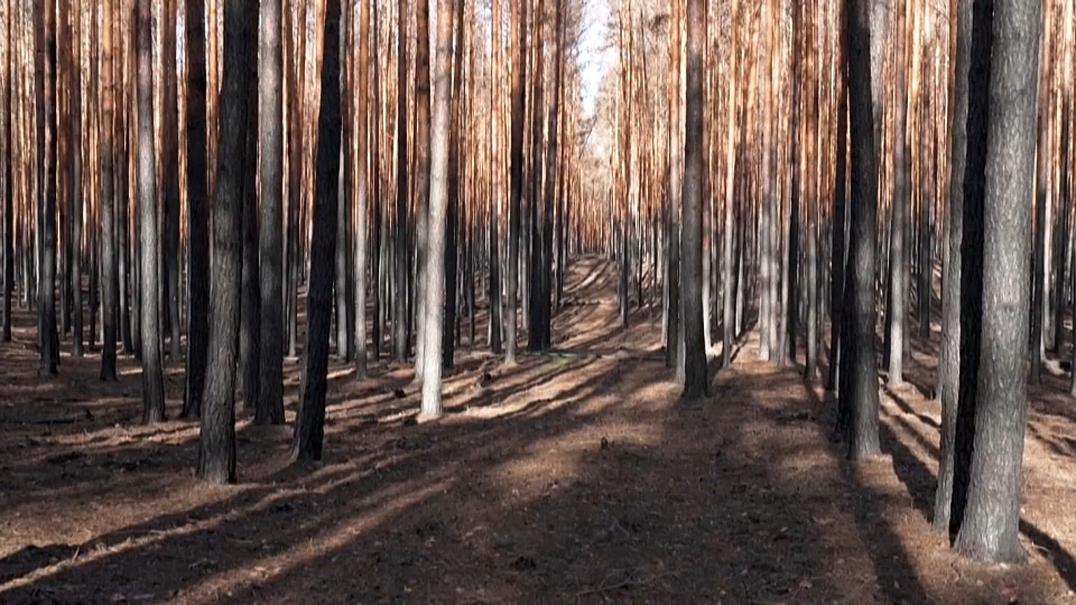 Floresta de Brandenburgo, na Alemanha, foi severamente afetada pelos incêndios este ano