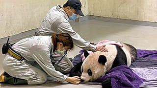 El panda gigante Tuan Tuan siendo atendido en el zoo de Taipei, Taiwan, 19/11/2022