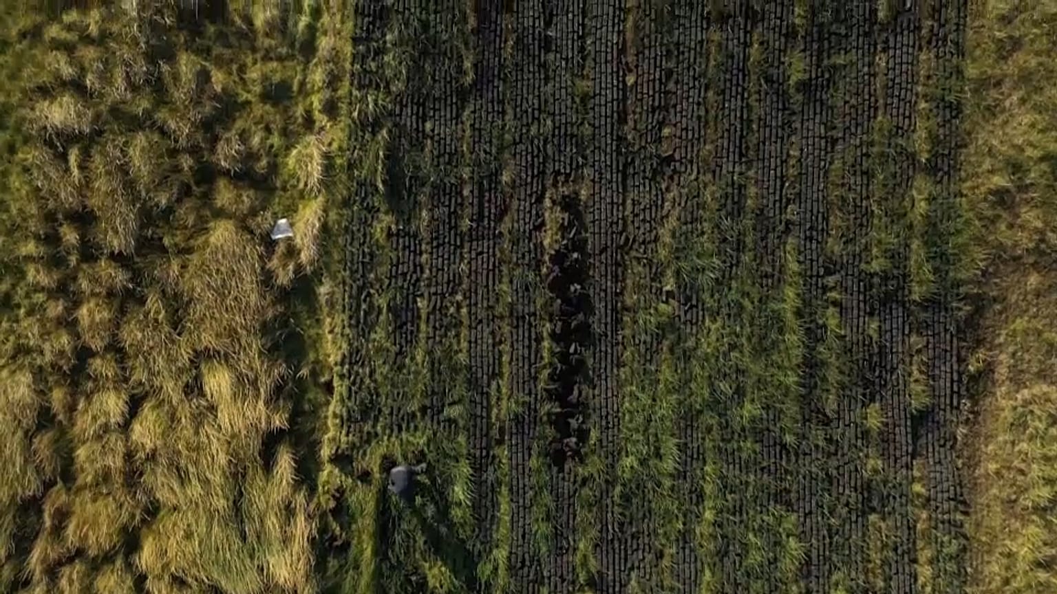 Viele Iren benutzen angesichts steigender Energiepreise Torf zum Heizen, eine traditionelle Praxis