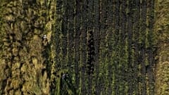 Viele Iren benutzen angesichts steigender Energiepreise Torf zum Heizen, eine traditionelle Praxis