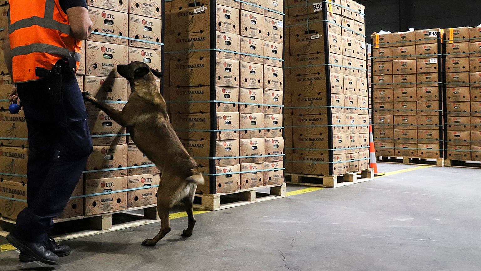 A drug sniffing dog examines a container during a customs control at Antwerp port, 20 May 2022