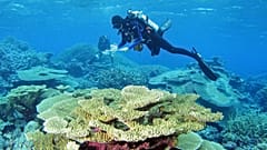 A diver carries out a fish survey on a coral reef. 