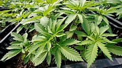 Marijuana plants for the adult recreational market in New York.