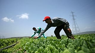 صورة أرشيفية لمزارعين يعملان في الحقول بمنطقة سباس باليونان،  23 مايو 2008. 