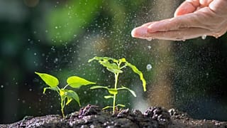 New analysis suggests that plants can pass on climate adaptation tips to their offspring.