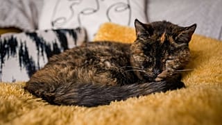Dünyanın yaşayan en yaşlı kedisi Flossie, Guinness Rekorlar Kitabı'na girdi