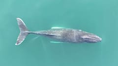 Researchers are investigating how net entanglement is affecting humpback whale populations. 