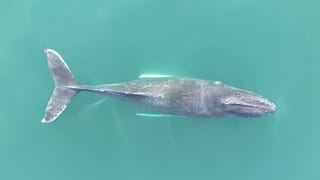 Researchers are investigating how net entanglement is affecting humpback whale populations.