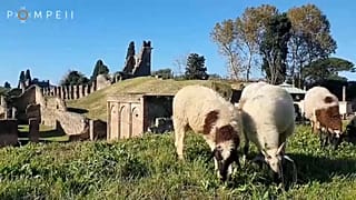 Quelques nouveaux "jardiniers" de Pompéi à l'oeuvre.