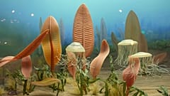 Ryan Somma - Life in the Ediacaran Sea 