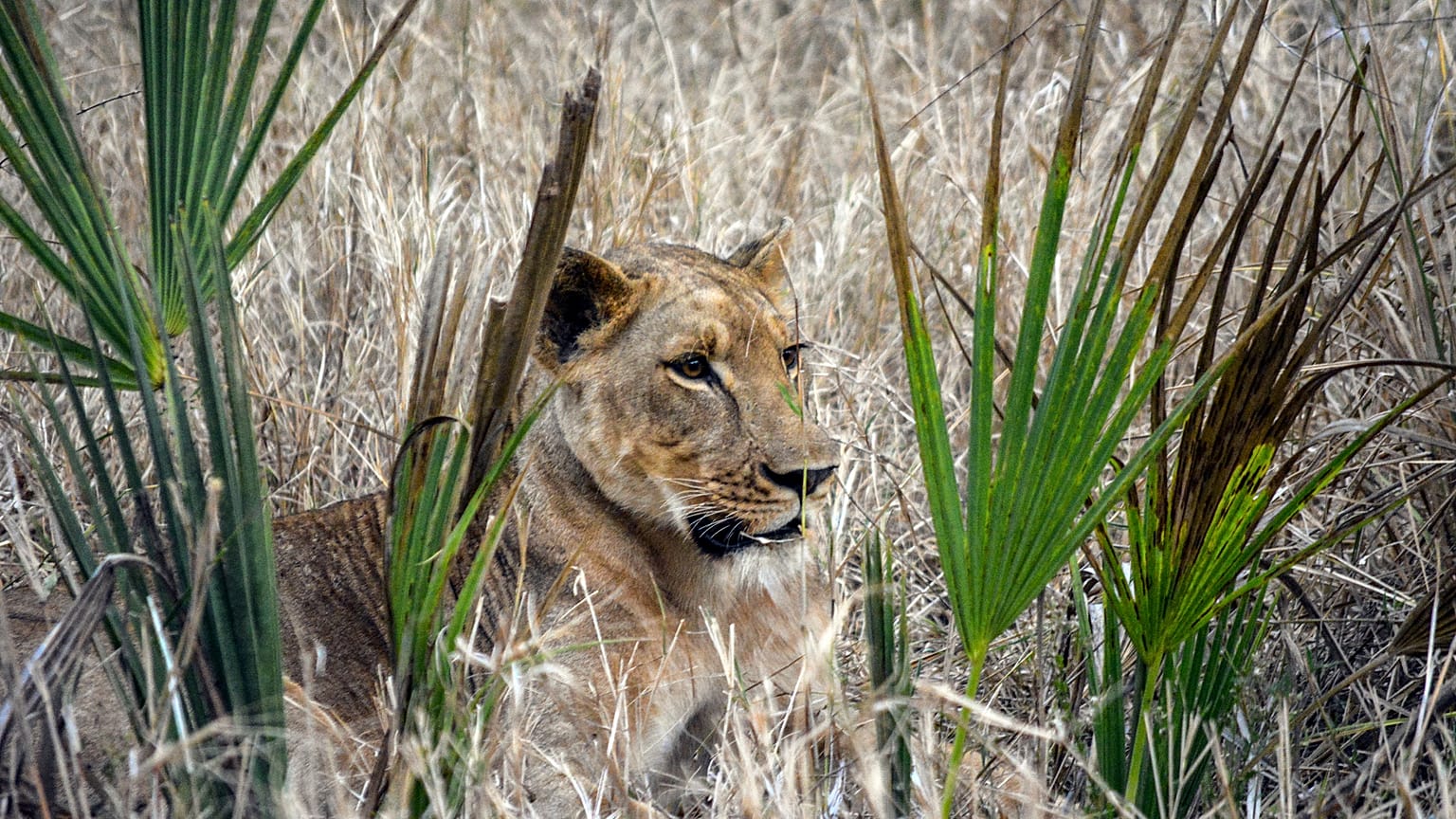 Fauna bate recorde na Gorongosa, Moçambique