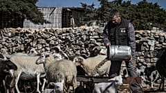 ΚΤΗΝΟΤΡΟΦΟΣ ΣΤΗ ΝΑΞΟ