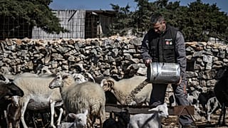 ΚΤΗΝΟΤΡΟΦΟΣ ΣΤΗ ΝΑΞΟ