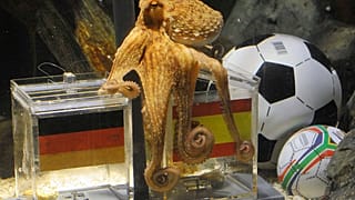 Am 6. Juli 2010 stockte Fans der Atem: Krake Paul sagte den Sieg der Spanier über die Mannschaft voraus - und sollte Recht behalten.