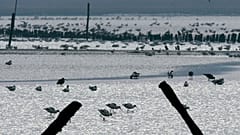 Wildvögel in Blythburgh, in Holton, England. Derzeit wütet die Vogelgrippe in Großbritannien