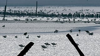 Wildvögel in Blythburgh, in Holton, England. Derzeit wütet die Vogelgrippe in Großbritannien