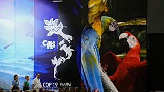 Convención sobre el Comercio Internacional de Especies Amenazadas celebrada en Panamá.
