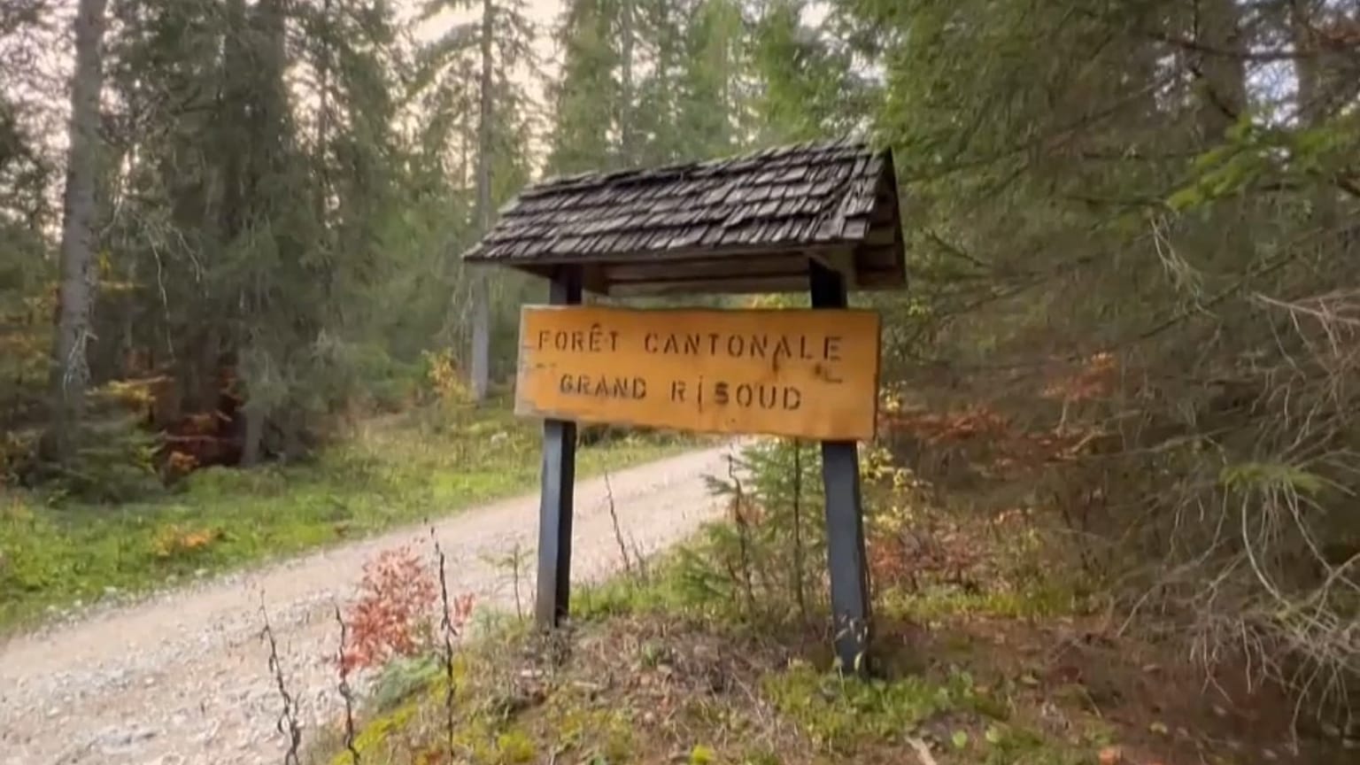 Forêt du Risoud, en Suisse