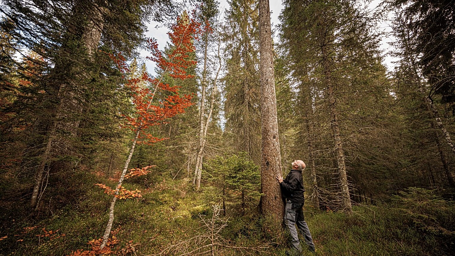 Der Schweizer Förster Francois Villard im Risoud Wald am Fuß einer Fichte