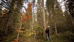 Der Schweizer Förster Francois Villard im Risoud Wald am Fuß einer Fichte