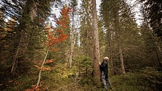 Der Schweizer Förster Francois Villard im Risoud Wald am Fuß einer Fichte