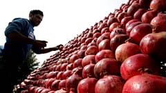 Pomegranate festival continues in Tehran.