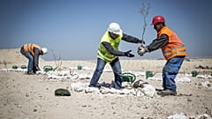 Plantação de árvores, Khouribga, Marrocos