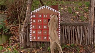 Lions, meerkats and squirrel monkeys at London Zoo open Christmas advent calendars.