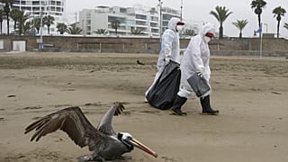 Περού, γρίπη των πτηνών