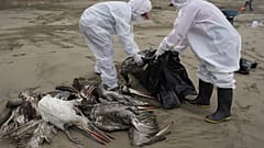 Tote Pelikane werden am Strand von Lima in Peru eingesammelt