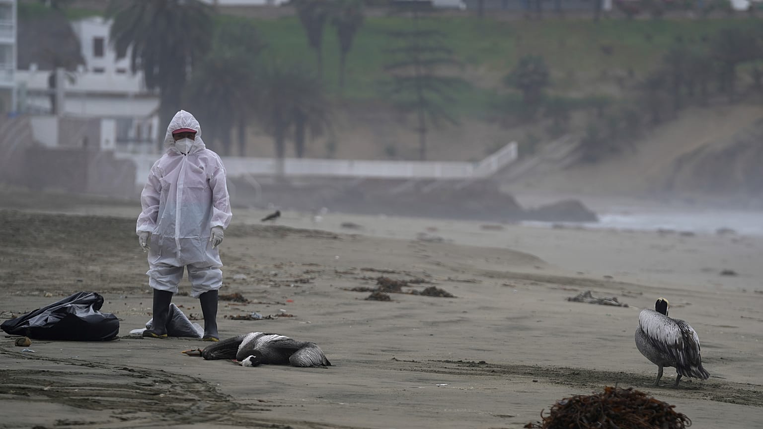 Un trabajador municipal retira los pelícanos muertos en la playa de Santa María (Perú).
