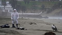 Un trabajador municipal retira los pelícanos muertos en la playa de Santa María (Perú).