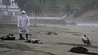 14 000 oiseaux sont morts au Pérou des suites de la grippe aviaire - 30.11.2022