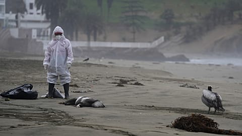 14 000 oiseaux sont morts au Pérou des suites de la grippe aviaire - 30.11.2022