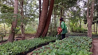 Reforestation restoration in Madagascar