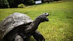 Джонатан, сейшельская гигантская черепаха
