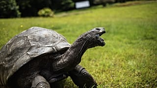 Джонатан, сейшельская гигантская черепаха