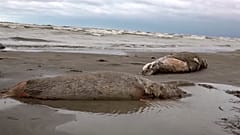 Tote Robben liegen am Strand