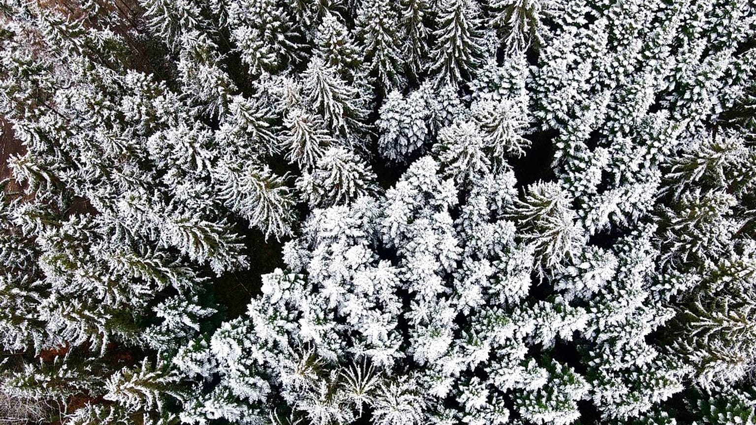 Schneebedeckter Wald in Deutschland