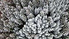 Schneebedeckter Wald in Deutschland