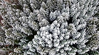 Schneebedeckter Wald in Deutschland