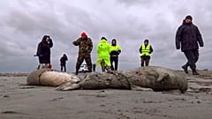 Journalists and Interdistrict Environmental Prosecutor's Office employees walk near the bodies of dead seals on shore of the Caspian Sea, Dagestan. 