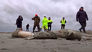 Journalists and Interdistrict Environmental Prosecutor's Office employees walk near the bodies of dead seals on shore of the Caspian Sea, Dagestan. 