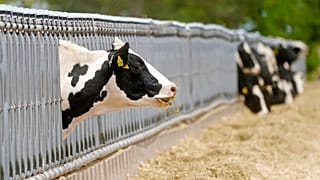 Ce secteur de l'agriculture est responsable de plus de la moitié des émissions en Nouvelle-Zélande.