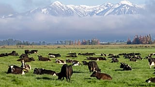 Milchkühe in einer Farm in Oxford, Neuseeland, im Oktober 2022