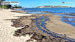 Les taches de pétrole, qui ont commencé à être observées lundi, ont provoqué la mort d'espèces marines.