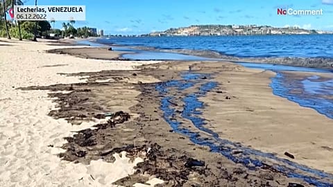 Les taches de pétrole, qui ont commencé à être observées lundi, ont provoqué la mort d'espèces marines.