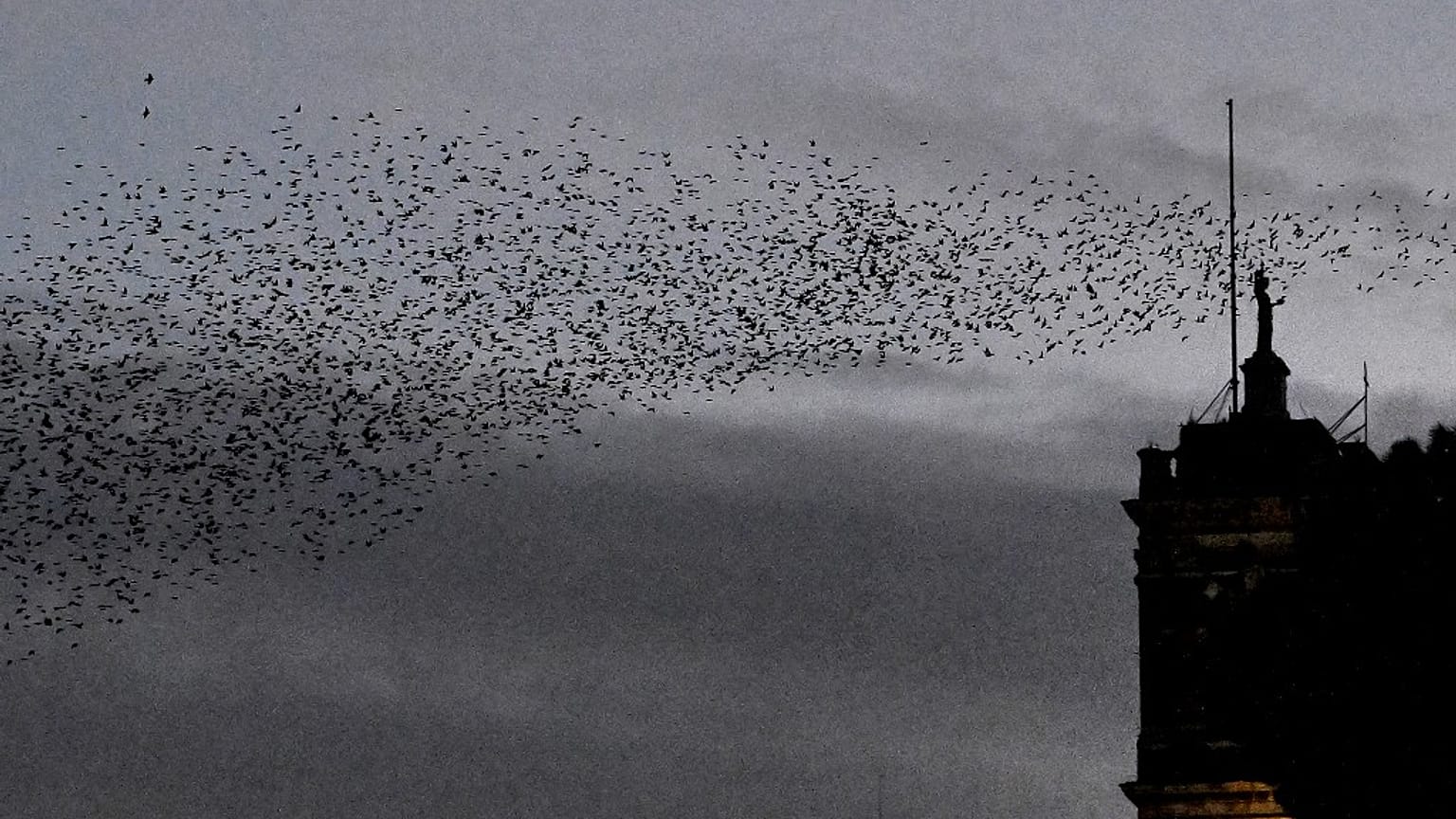 Gli uccelli sono tra le prede più ricercate dai bracconieri in Italia
